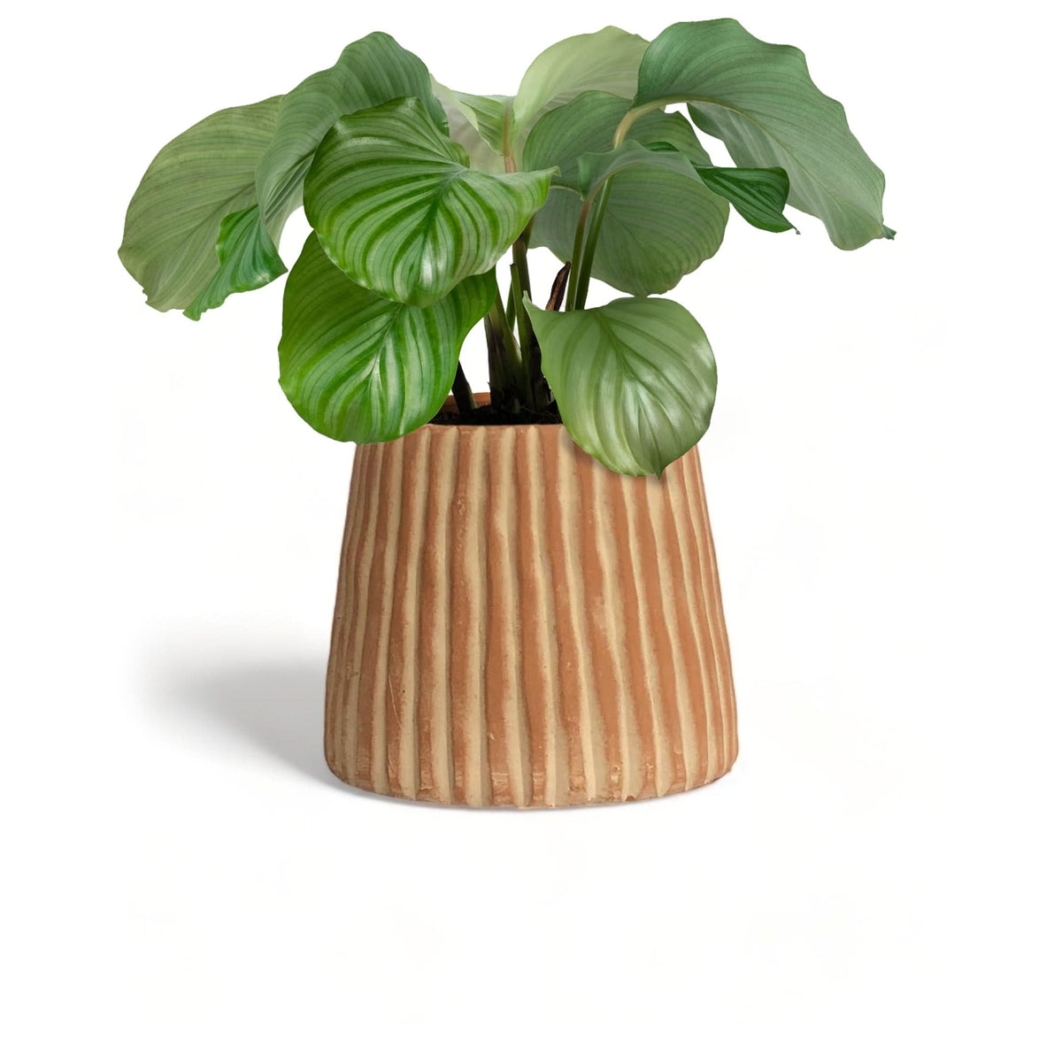 Elvira Terracotta Planter by MESO - Cultheir
